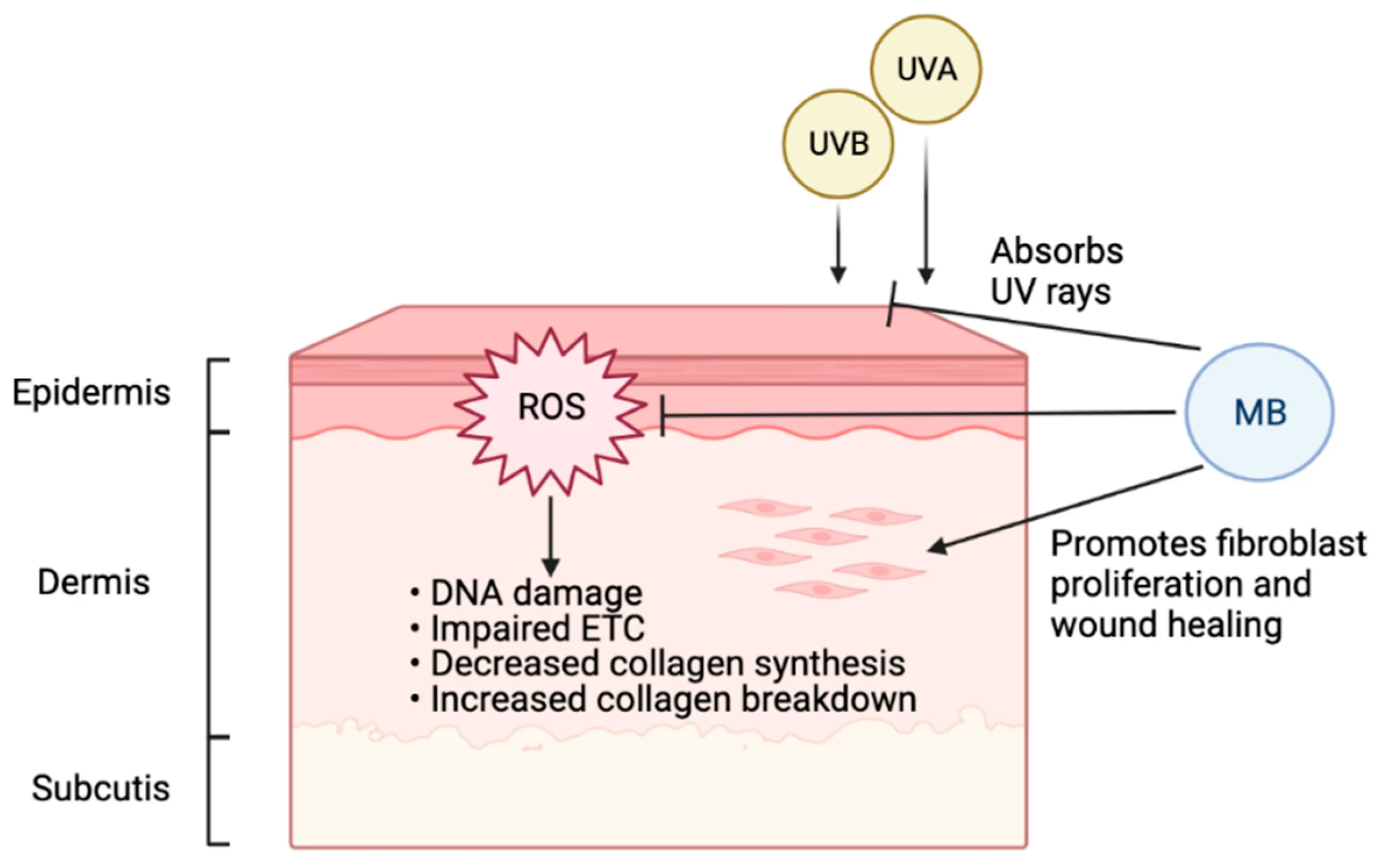 Cellular level explanation of Methylene Blue